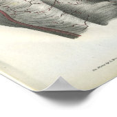 Poster Artères de l'anatomie arrière Imprimer (Coin)