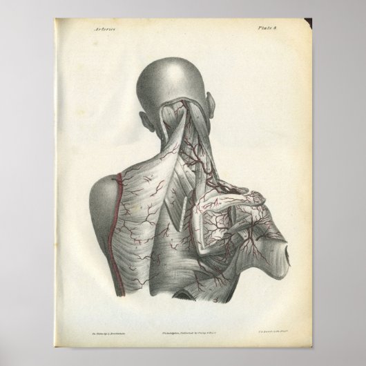 Poster Artères de l'anatomie arrière Imprimer (Devant)