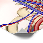 Poster Artères et veines dans la tête et le cou (Coin)