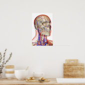 Poster Artères et veines dans la tête et le cou (Cuisine)