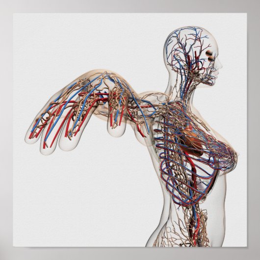 Poster Artères, Veines Et Système Lymphatique 2 (Devant)