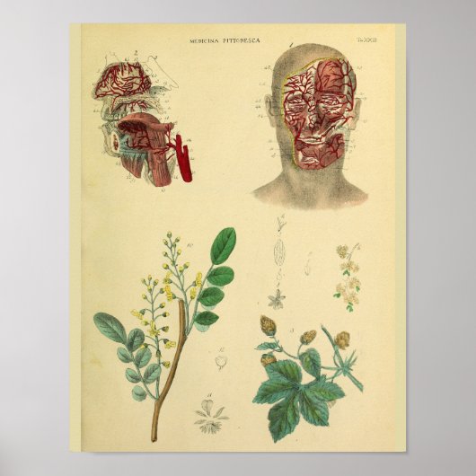 Poster Artères Visage Médicaux Plantes Anatomie Art Impri (Devant)