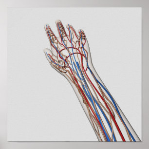 Poster Arteries, Veins, And Lymphatic System 3