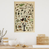 Poster Arthropodes - Collection d'animaux invertébrés (Cuisine)