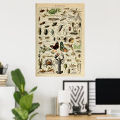 Poster Arthropodes - Collection d'animaux invertébrés (Bureau à domicile)