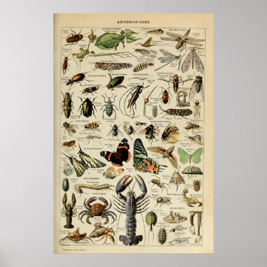 Poster Arthropodes - Collection d'animaux invertébrés (Devant)