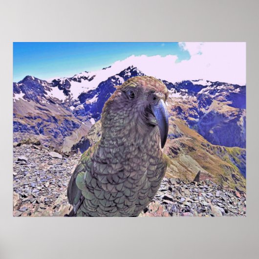 Poster Arthur's Pass Kea (Devant)