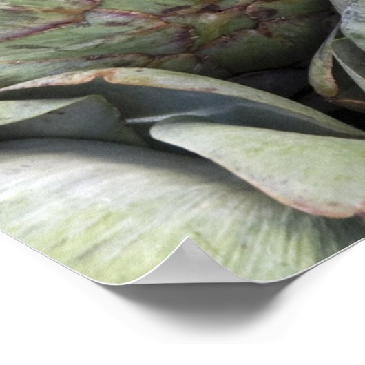 Poster Artichauts (Coin)