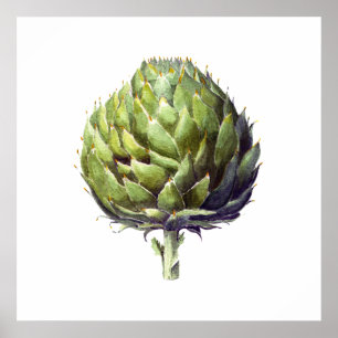 Poster Artichoke botanique aquarelle art