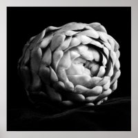Artichoke Close Up Photographie noir et blanc
