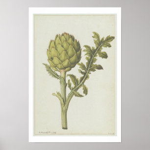 Poster Artichoke : Cynara scolymus, c.1568