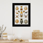 Poster  artiest Ernst Haeckel Arachnida (Keuken)