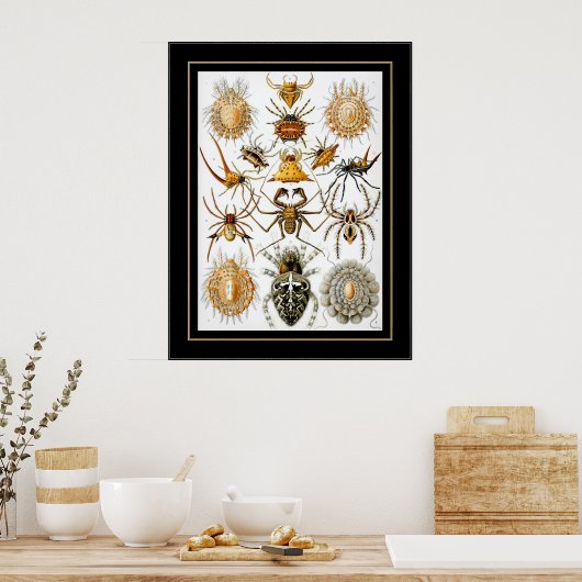 Poster  artiest Ernst Haeckel Arachnida (Keuken)
