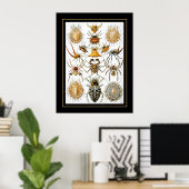 Poster  artiest Ernst Haeckel Arachnida (Thuiskantoor)