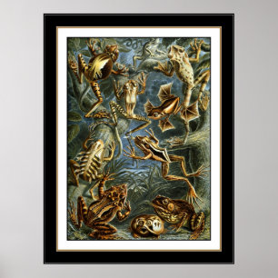 Poster  artiest Ernst Haeckel Batrachia