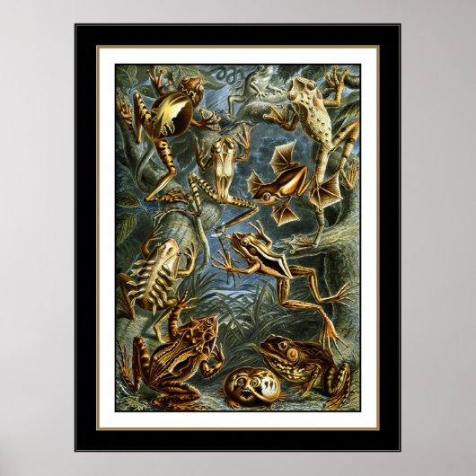 Poster  artiest Ernst Haeckel Batrachia (Voorkant)