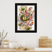 Poster  Artist Ernst Haeckel Nepenthaceae (Keuken)