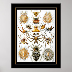 Poster Artiste Vintage Ernst Haeckel Arachnida