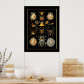 Poster Artiste Vintage Ernst Haeckel Arachnida (Cuisine)