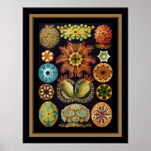 Poster Artiste Vintage Ernst Haeckel Ascidiae (Devant)