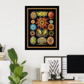 Poster Artiste Vintage Ernst Haeckel Ascidiae (Bureau à domicile)