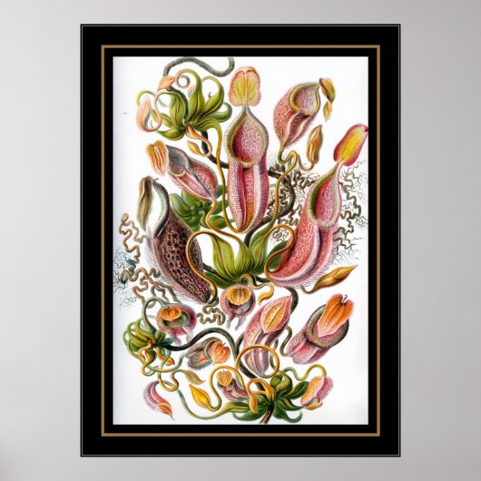 Poster Artiste Vintage Ernst Haeckel Nepenthaceae (Devant)