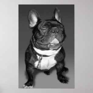Poster Artistic Photography of A French Bulldog Smile