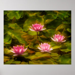 Poster Artistic water lilies, Californie