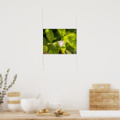 Poster Ascia_02 (Cuisine)