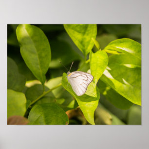 Poster Ascia_02