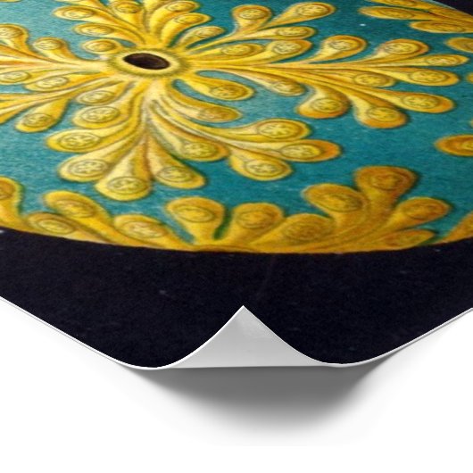 Poster Ascidiacea (Coin)