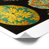 POSTER ASCIDIACEA DE HAECKEL (Coin)