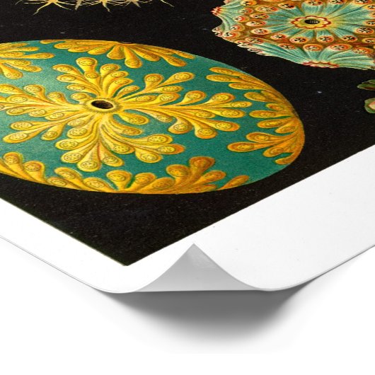 POSTER ASCIDIACEA DE HAECKEL (Coin)