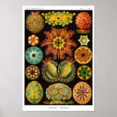 POSTER ASCIDIACEA DE HAECKEL (Devant)