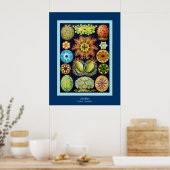 Poster Ascidiae ~ Ernst Haeckel (Cuisine)