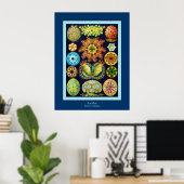 Poster Ascidiae ~ Ernst Haeckel (Bureau à domicile)