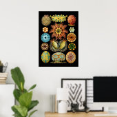 Poster Ascidiae marine vintage par Ernst Haeckel (Bureau à domicile)