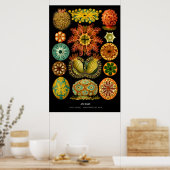 Poster Ascidiae - Plaque 85 - Kunstformen der Natur (Cuisine)