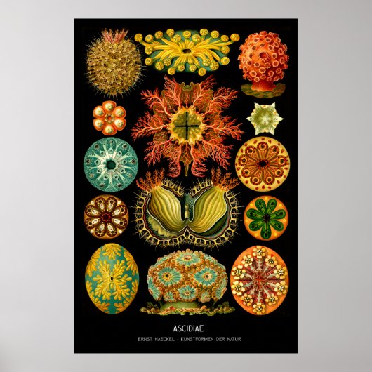 Poster Ascidiae - Plaque 85 - Kunstformen der Natur (Devant)