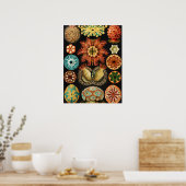 Poster Ascidiae, Seescheiden Marine Life par Ernst Haecke (Cuisine)