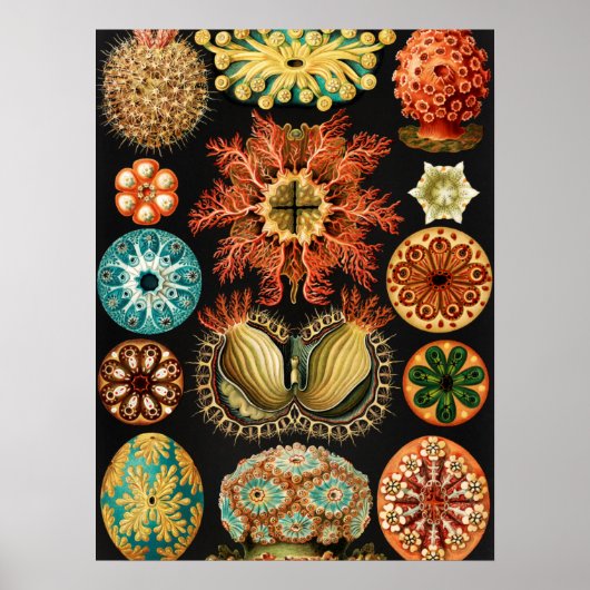 Poster Ascidiae, Seescheiden Marine Life par Ernst Haecke (Devant)