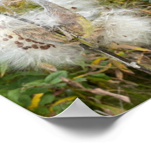 Poster Asclépiade   Naturel