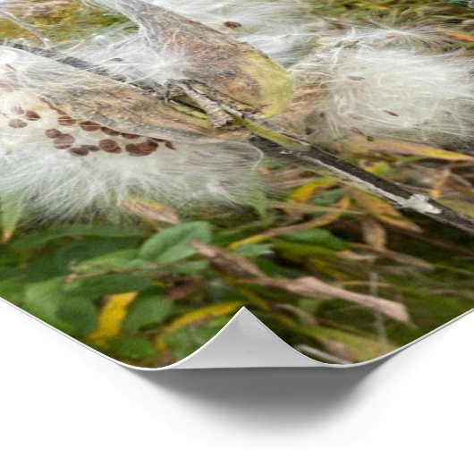 Poster Asclépiade | Naturel (Coin)