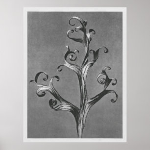 Poster Asclepias Syriaca (algue commune) agrandie 18 ti