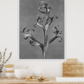 Poster Asclepias Syriaca (algue commune) agrandie 18 ti (Cuisine)