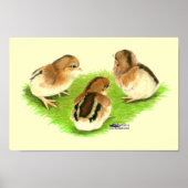 Poster Aseel Black Red Chicks (Devant)