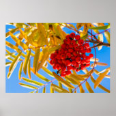 Poster Ashberry (Devant)