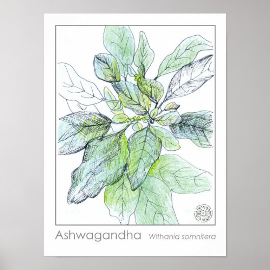 Poster Ashwagahanda Plante de la santé Herbe médicinale (Devant)