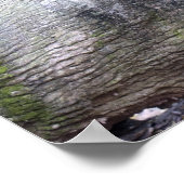 Poster asiatique de l'ours noir (Coin)