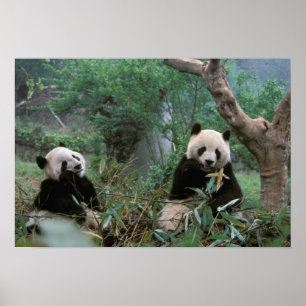 Poster Asie, Chine, Chengdu. Sanctuaire de Panda géant - 